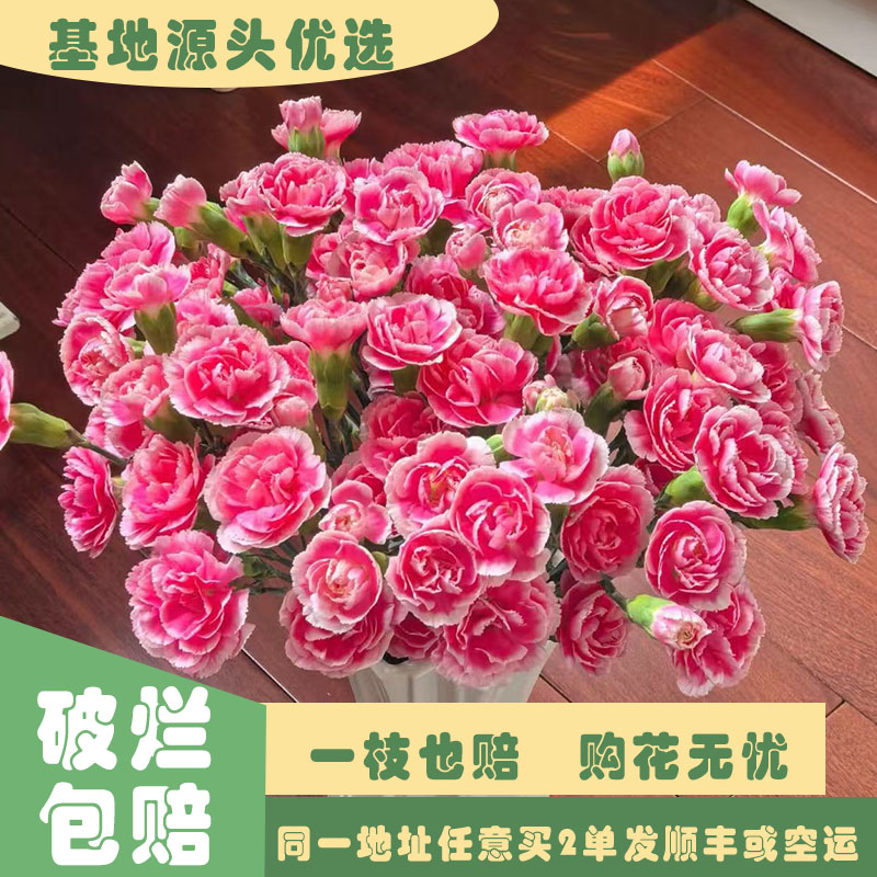 【基地源头优选】 粉色多丁康乃馨     任意两单发顺丰或空运