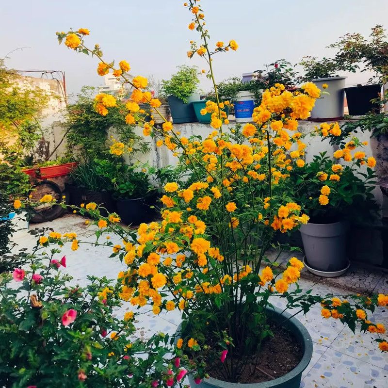 重瓣棣棠花苗盆栽耐荫爬藤攀缘花卉金黄浓香庭院耐寒花园金灿花苗