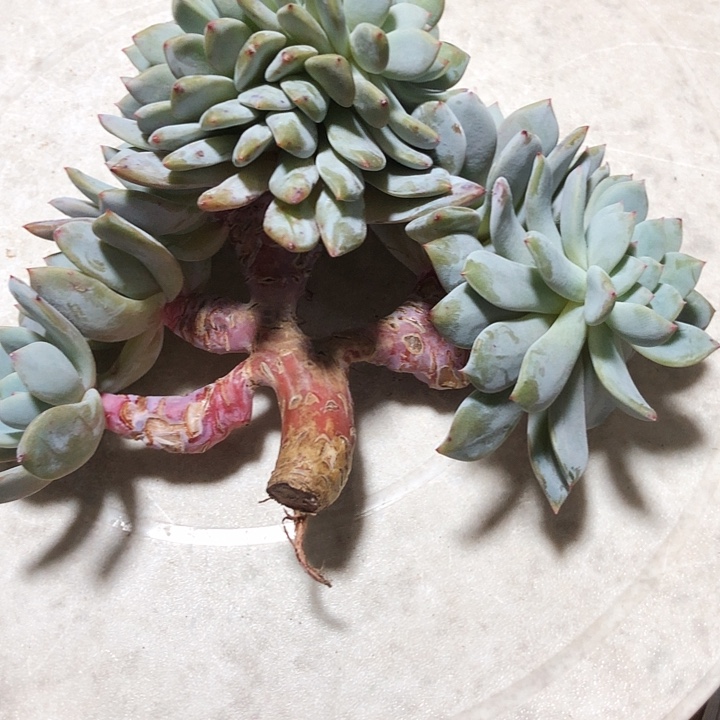 新康李子多肉植物