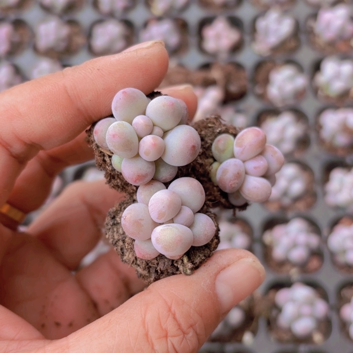 汤圆奶50颗带托盘发货