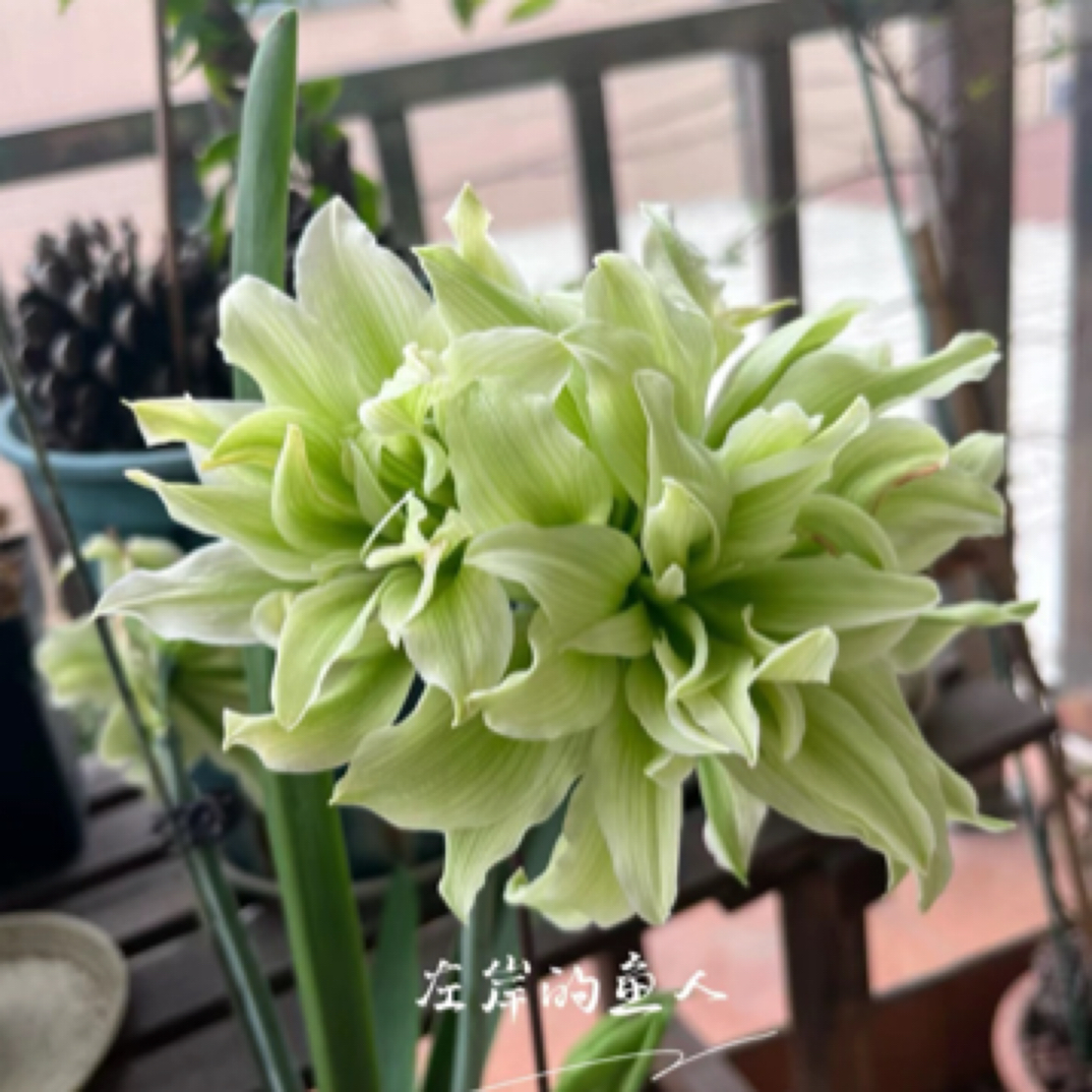 【草草花园】 双绿  朱顶红