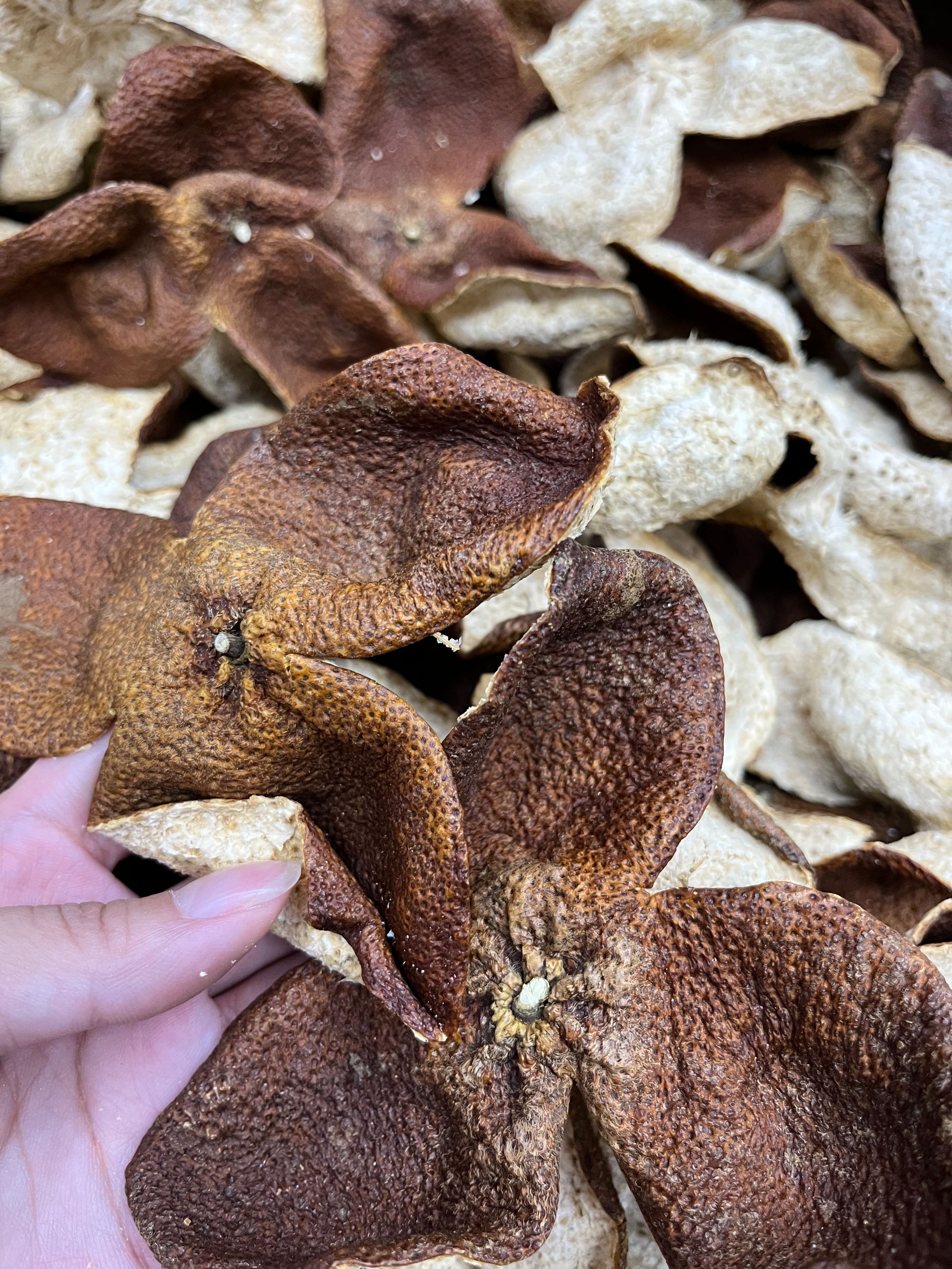 【新皮福利】2023年正宗新会天马圈枝冬后狗楠皮浓香果香花香