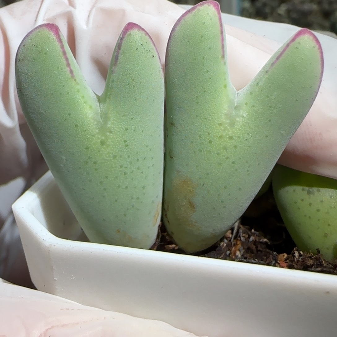 1.22，少将，上播福利，9014