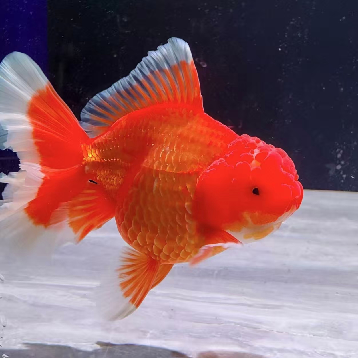 富元水族馆f1泰狮百褶玛丽观赏鱼红白路子特色