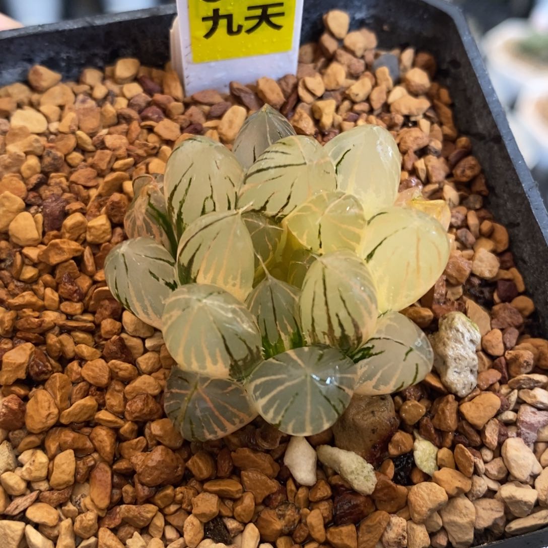 631号霓虹灯玉露锦带盆
