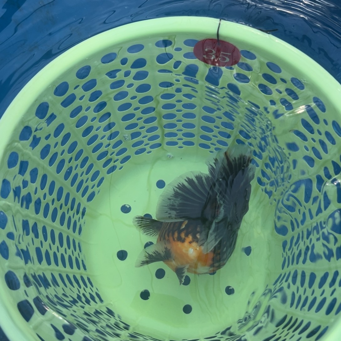 Q***潞金鱼你好吗我好想你啊