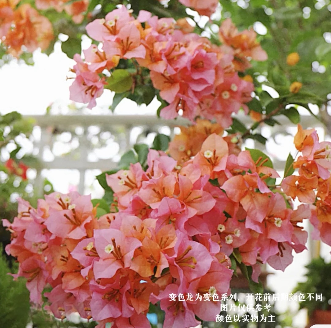 【变色龙】花开多色四季超勤花可飘枝花卉绿植