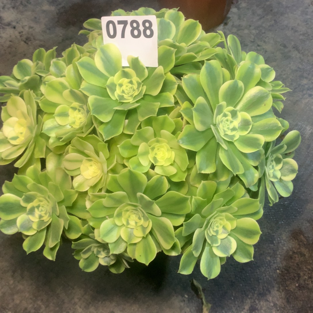 百***衣绿豆沙788法师多肉植物3500000
