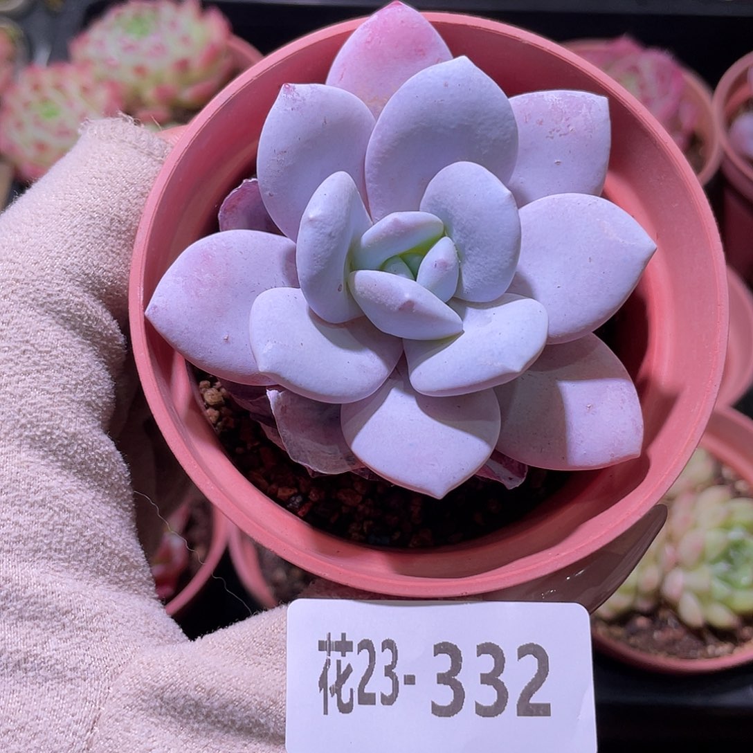 花利美23-332粉雪莲