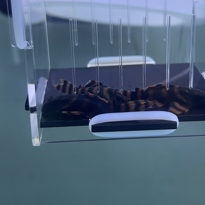 工具鱼397一组5只3厘米