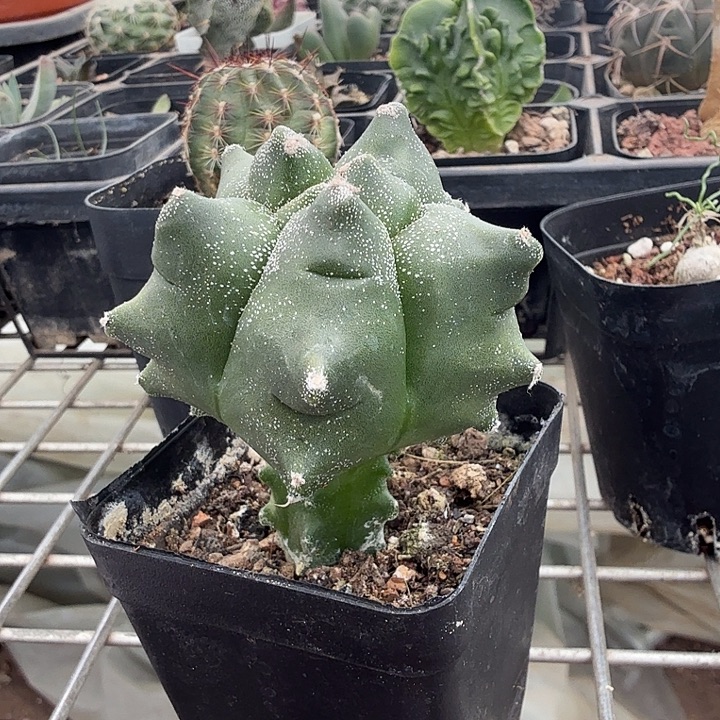 实生角尤单头5仙人球