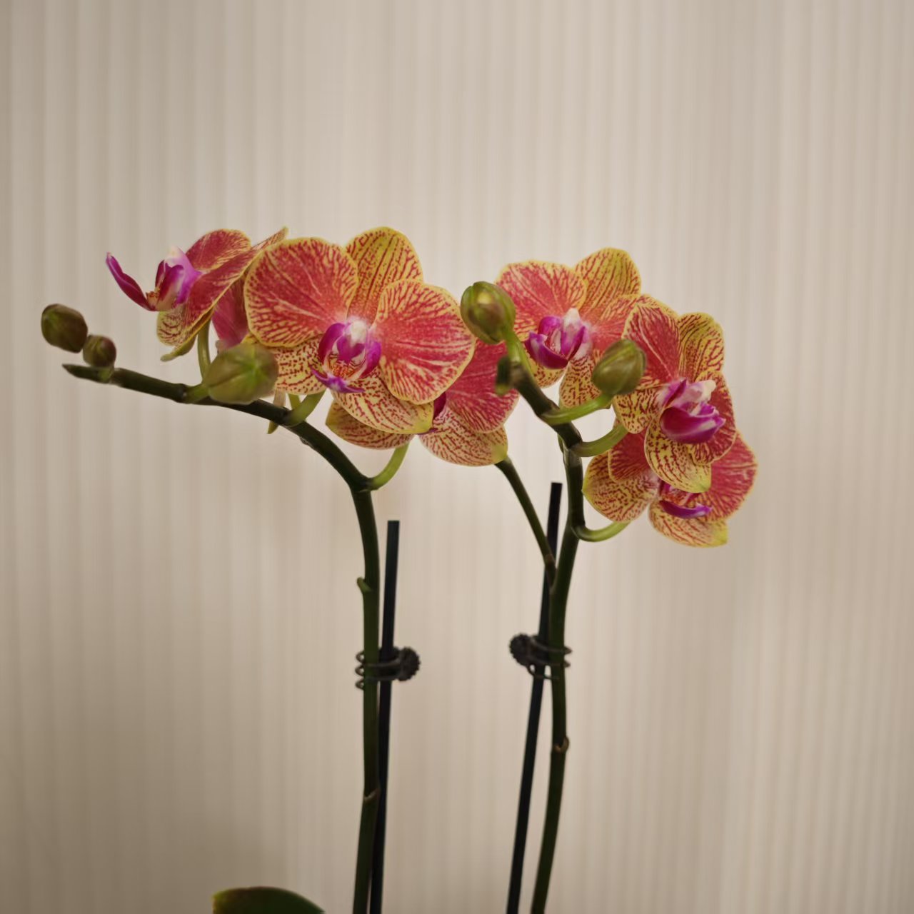 蝴蝶兰【金格格】昆明基地直发