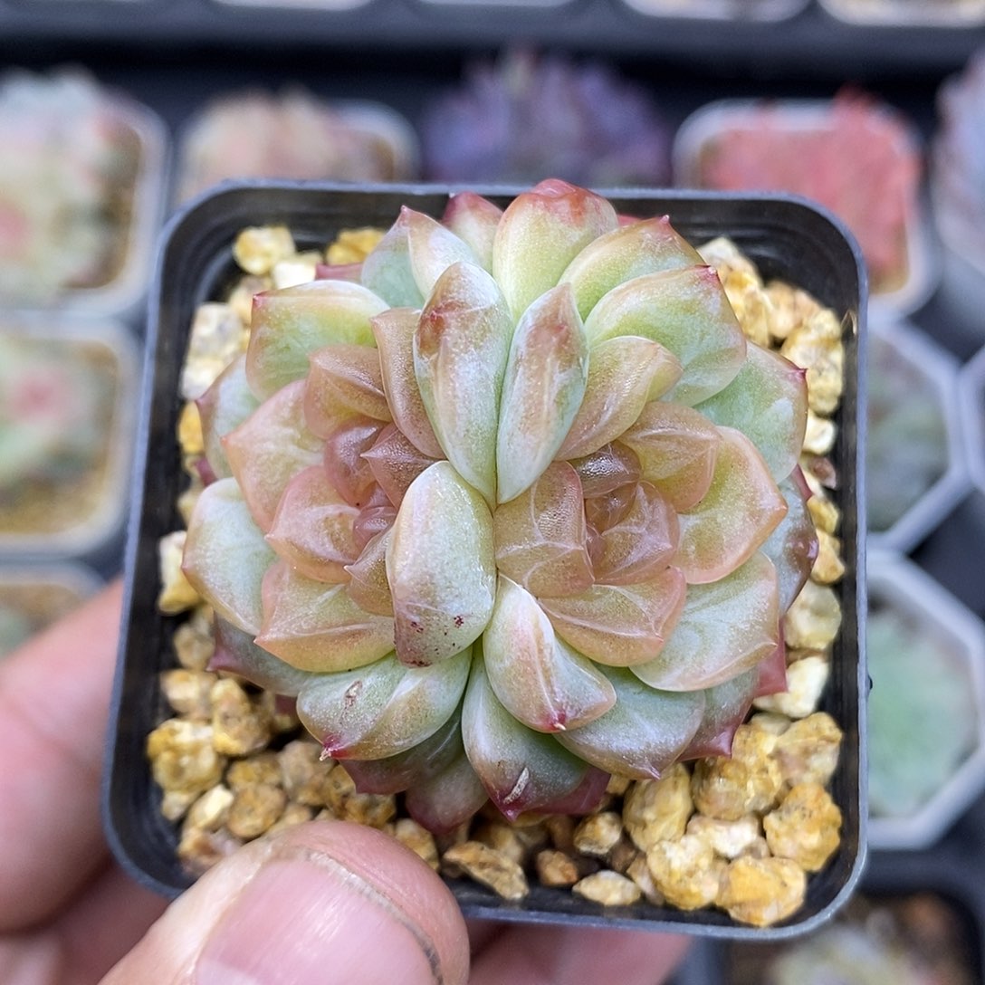 爱***3无尽灯母本多肉植物