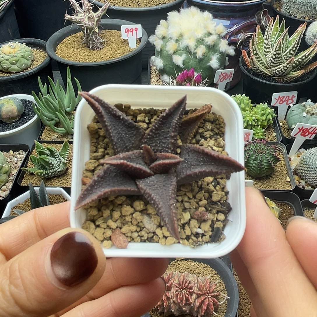 实生黑王寿仙人球多肉