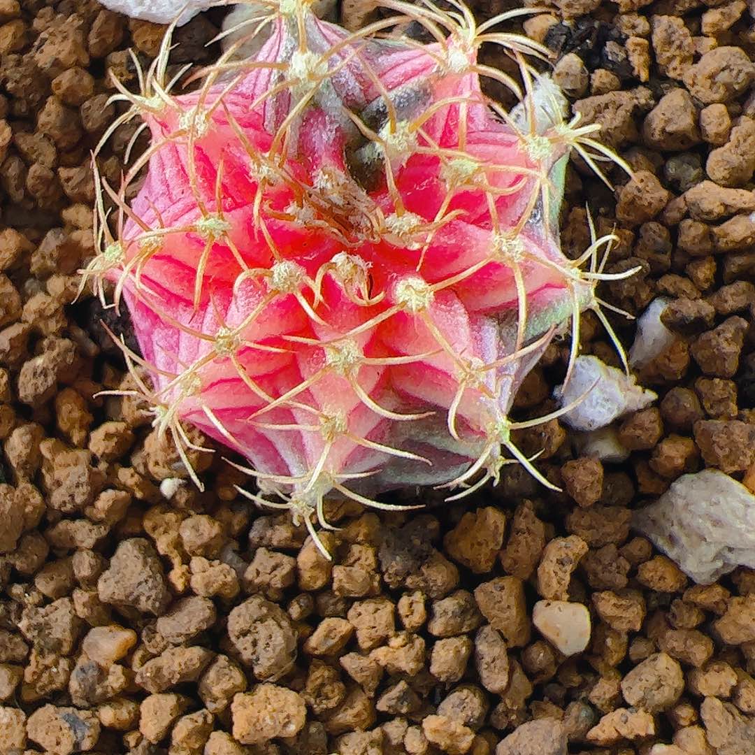 当前无花栽培后可以开花015