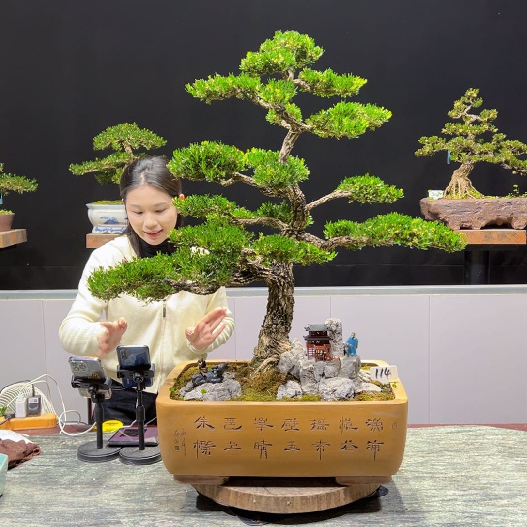 黄杨盆景老桩四季长青