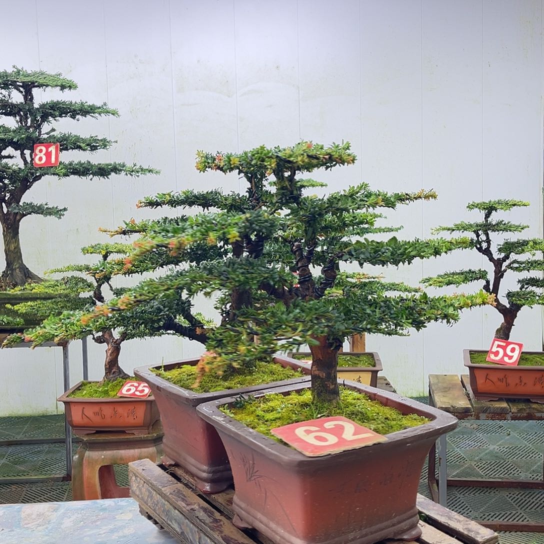 无花朵罗汉松盆景艺术