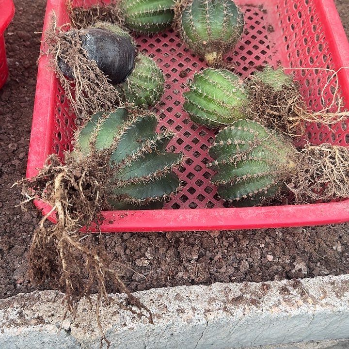 小***鸟无花朵彩草哈哈哈哈哈哈哈草