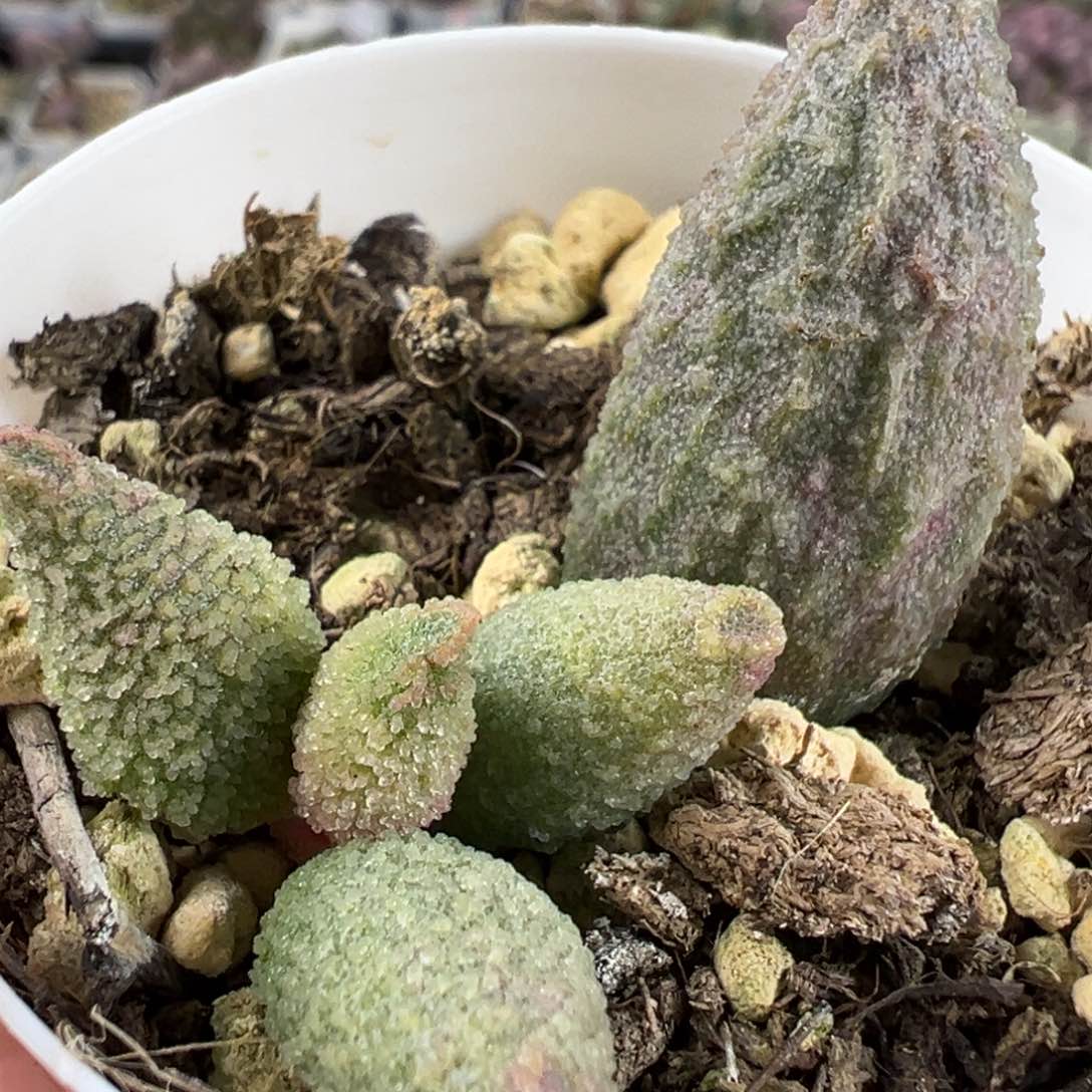 冰晶款实生底叶苗绿色系纹路款多肉