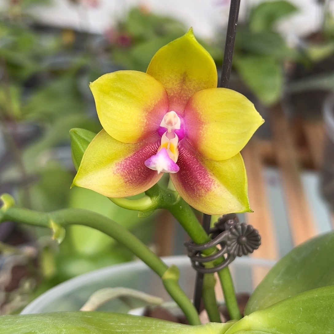 大部分开放少量花苞