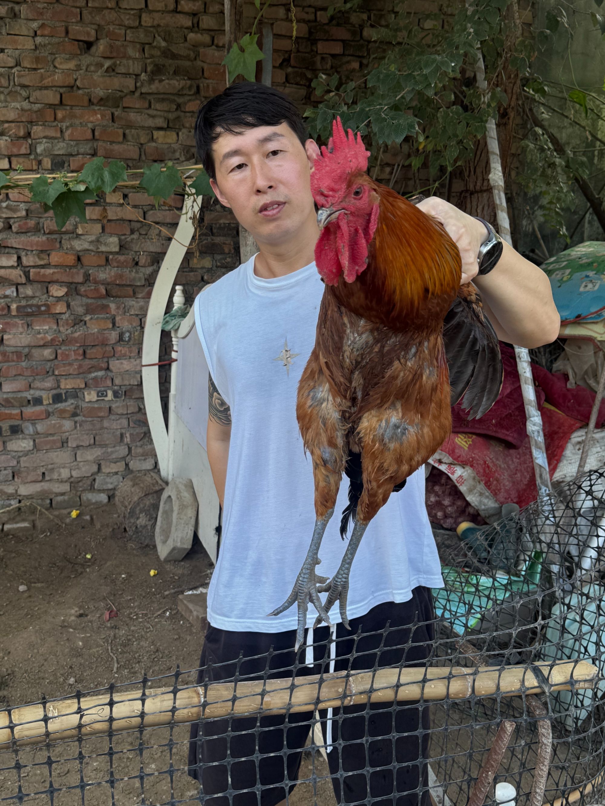 【现场称重】自愿购买 农村散养鸡 YY