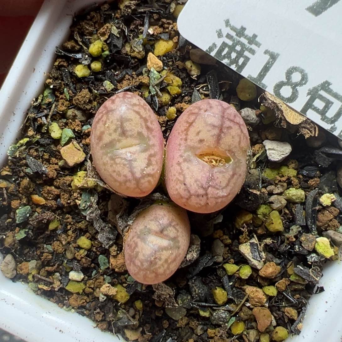 【闪购商品】179……