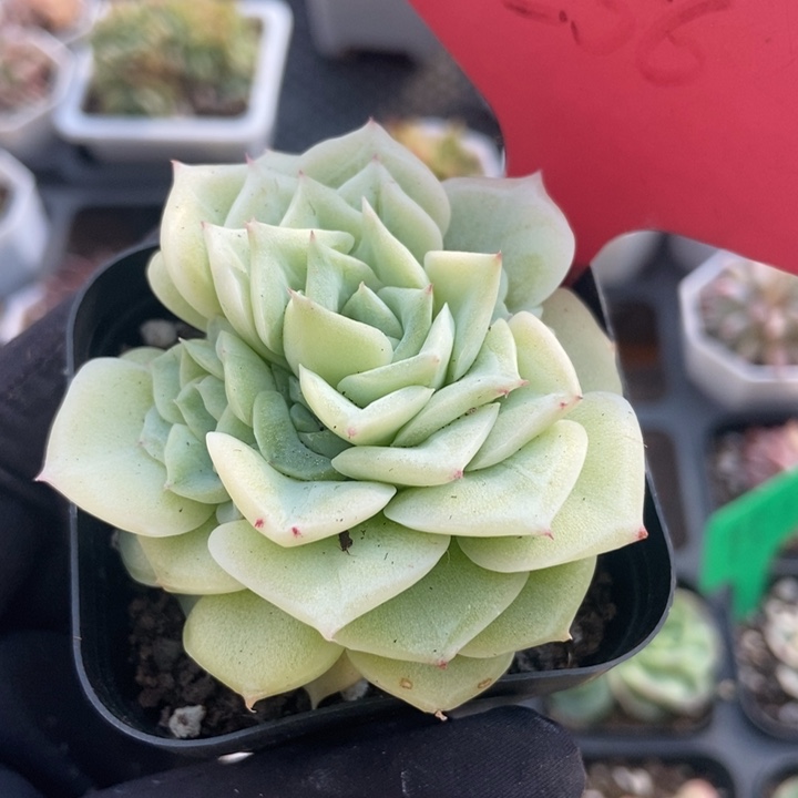 256白天鹅多肉植物保护