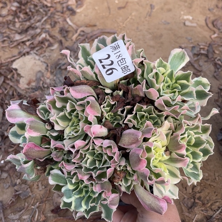 226雨花石绣球1号棚