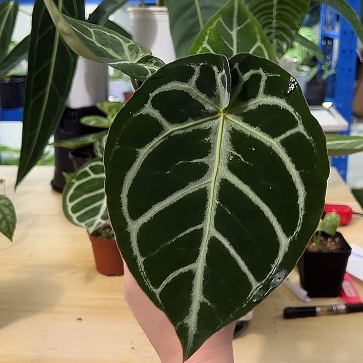 无花朵铜锣烧杂黑水晶