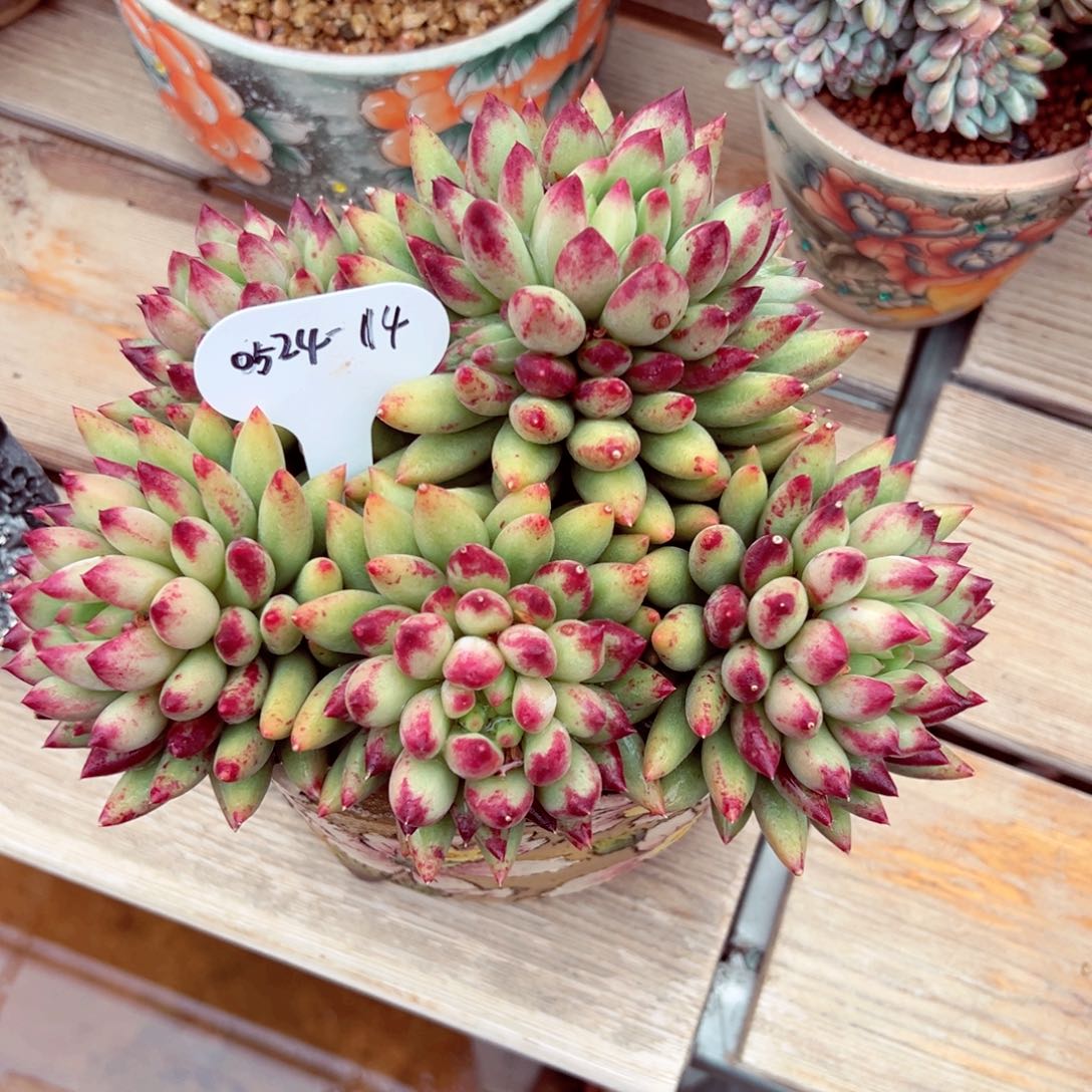 下*站0524-14二代虞。