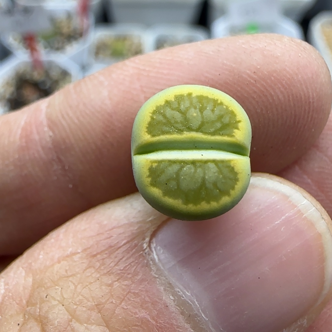 930 清框福利30包邮