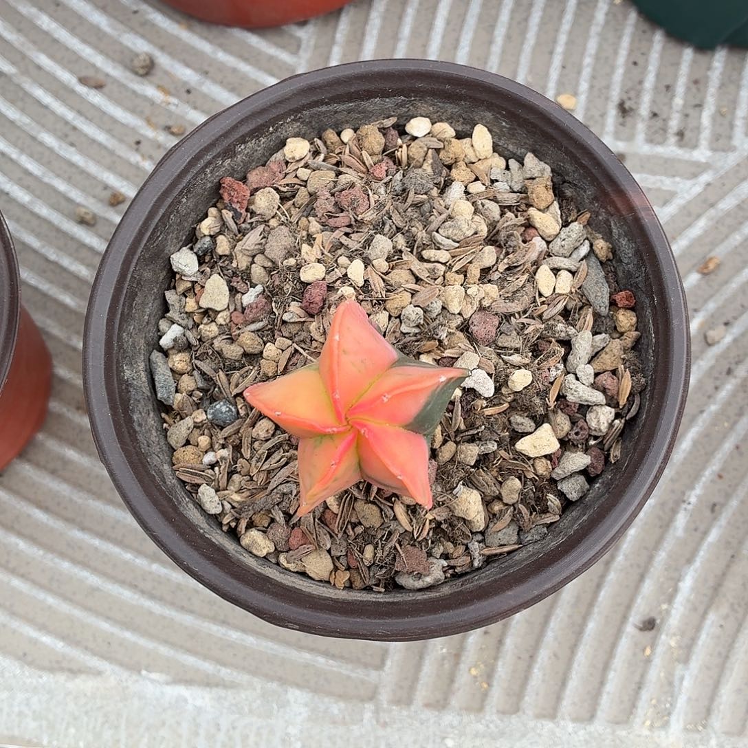 开***图无花朵鸾锦！！！！！！