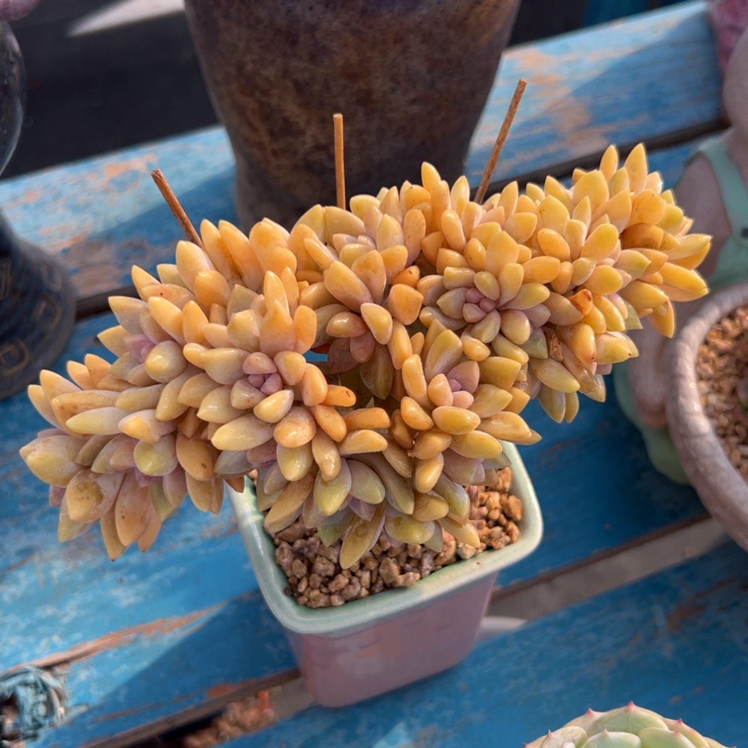 多肉植物一物一拍（128号）