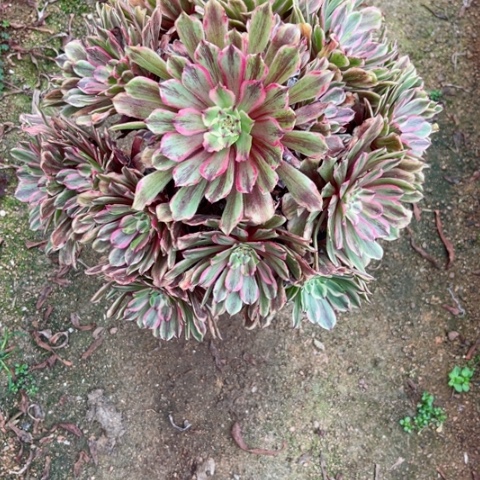 多肉植物花脸粉黛锦。