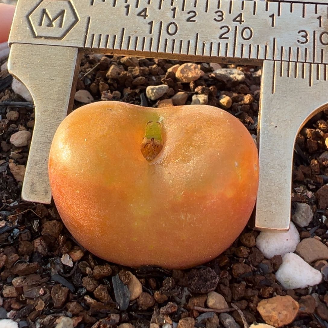 橘桃多肉植物百科