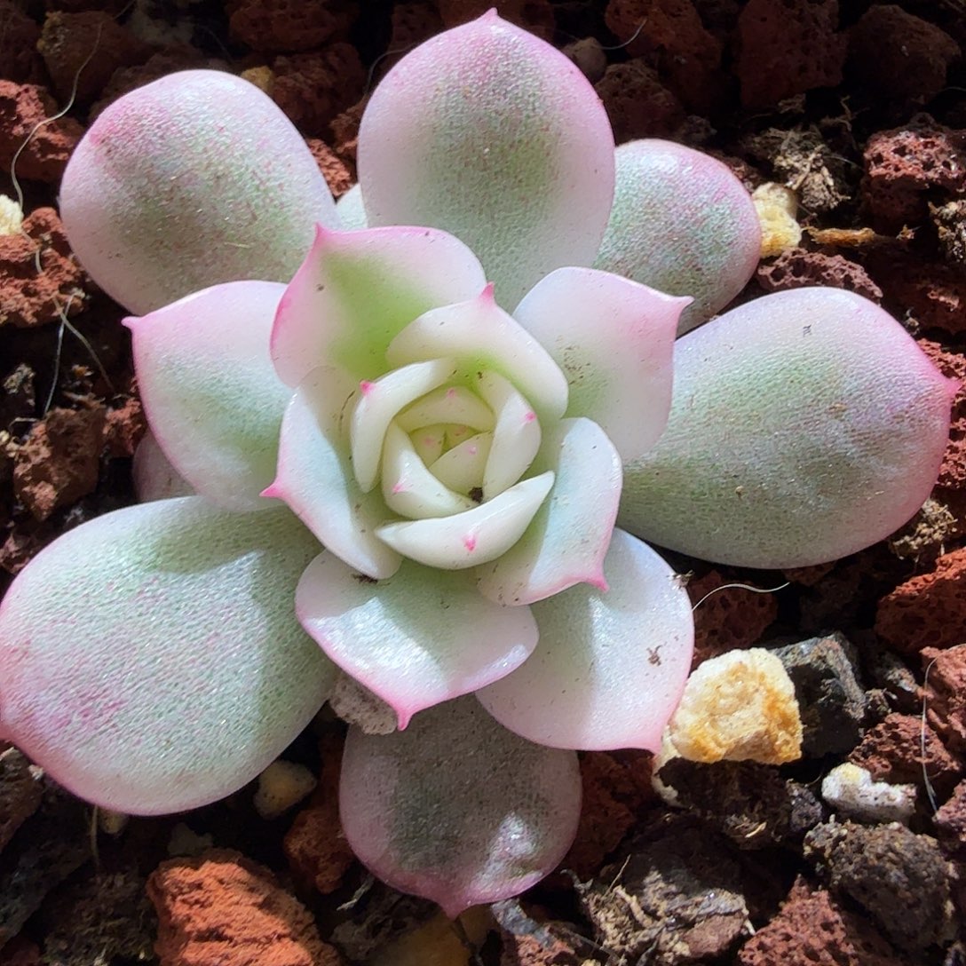 粉水晶锦，多肉植物