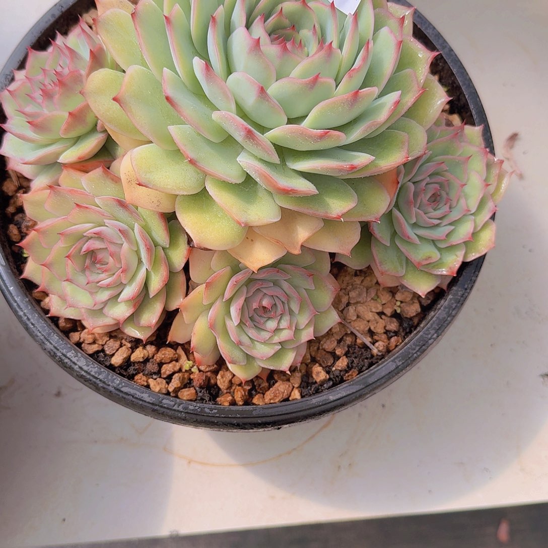 C***y2953粉色提示多肉植物