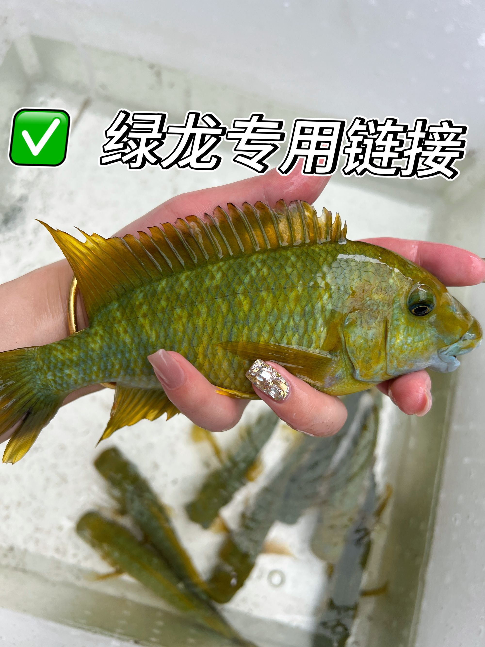 【野生精品绿龙】三湖慈鲷淡水观赏鱼 