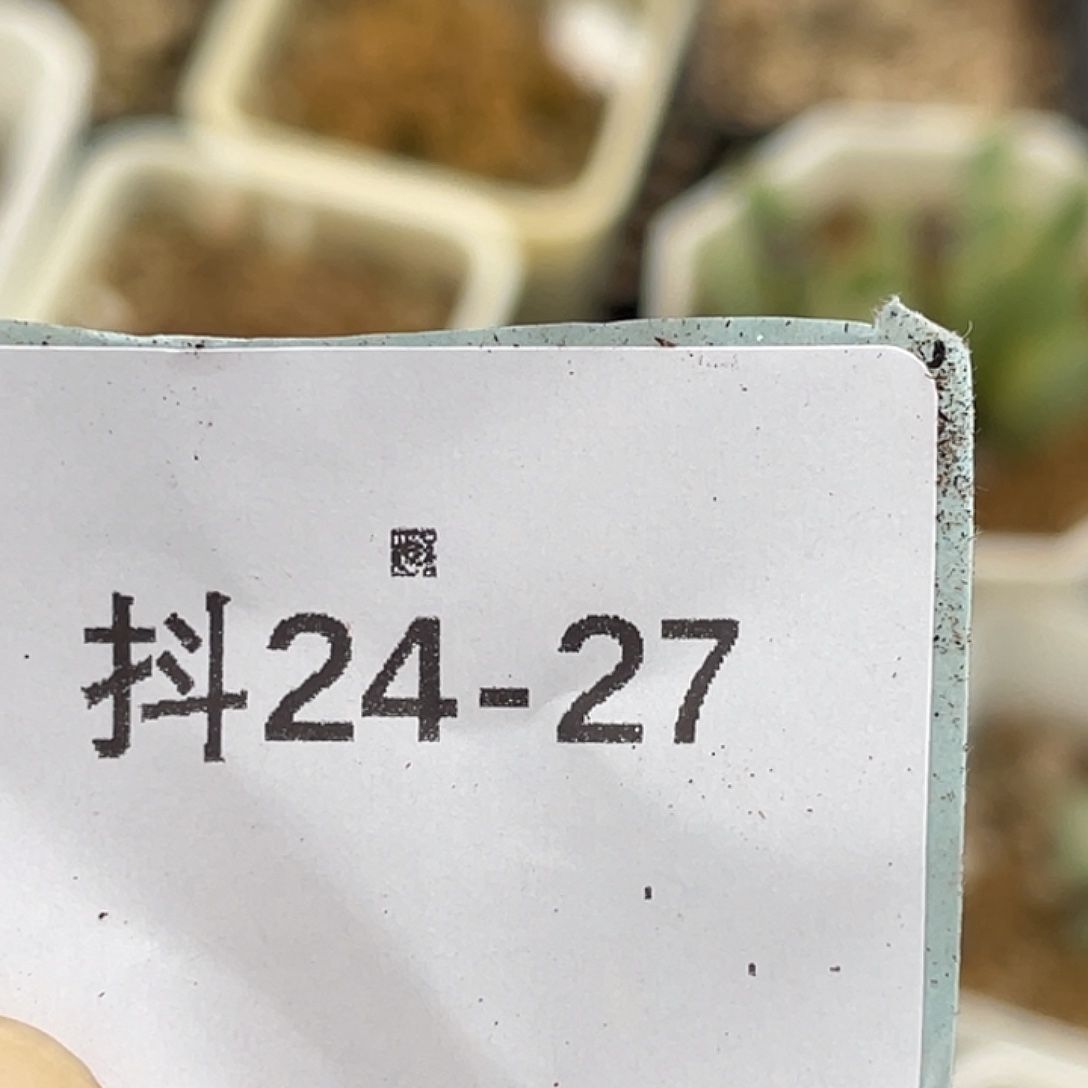 阳***宝24-27肉锥多肉植物