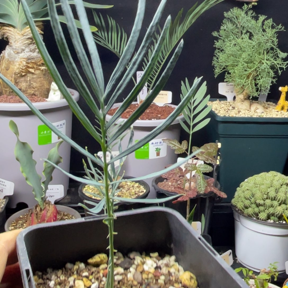 伦***天凯恩斯蓝叶苏铁带盆发货一物一拍