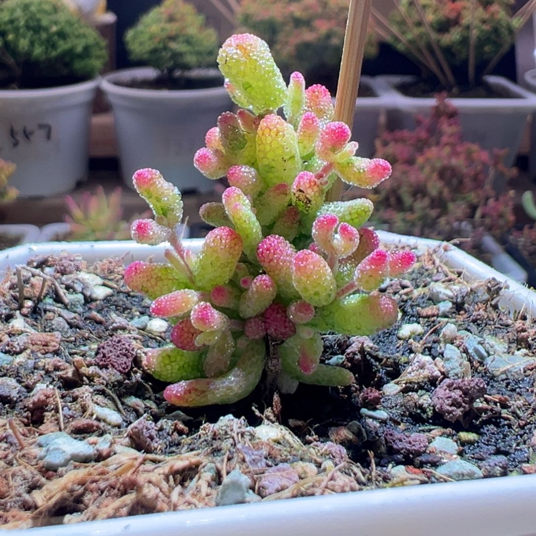 371花斑露一物一拍包开箱