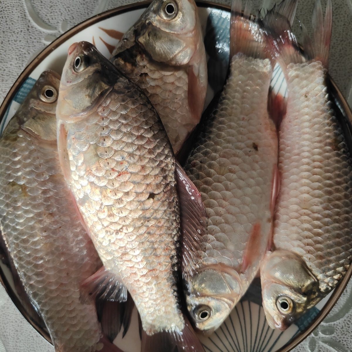 野生大鲫鱼鲜活速冻冷水鱼东北特产