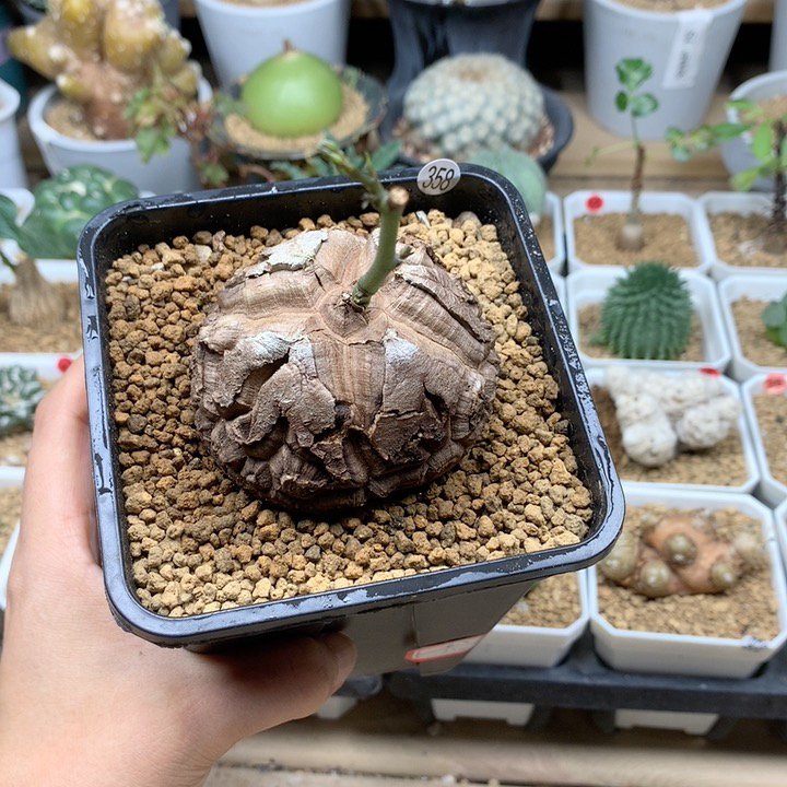 南非龟甲龙带盆6.3cm