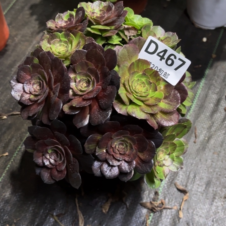 瑞妈一物一拍467砍过。