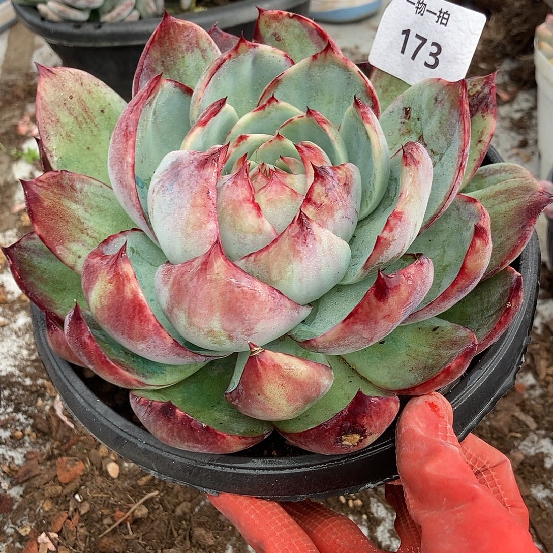 173惊鸿仙子一物一拍