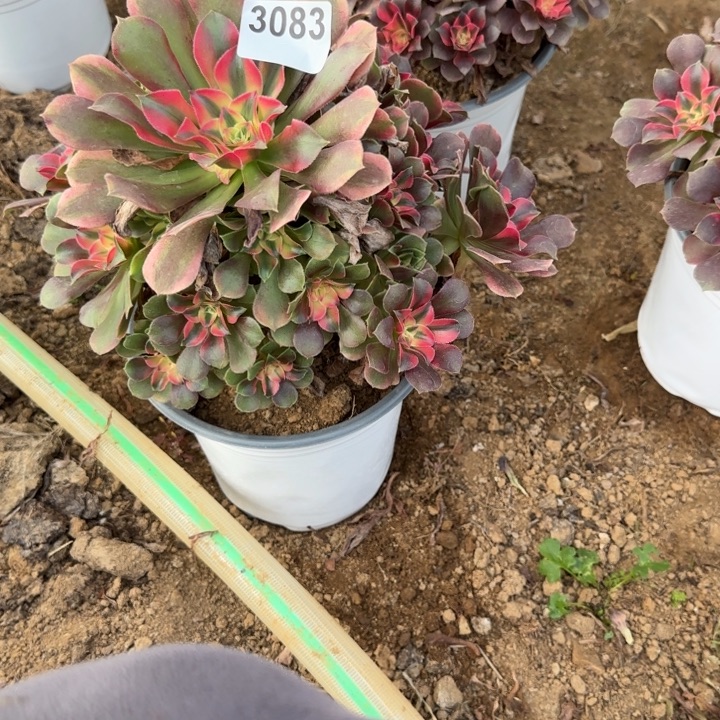 3083 清棚处理不包断枝