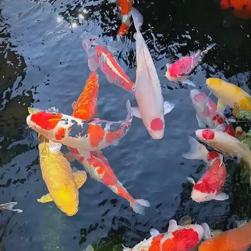 不包邮锦鲤观赏鱼红白大正昭和火鲤