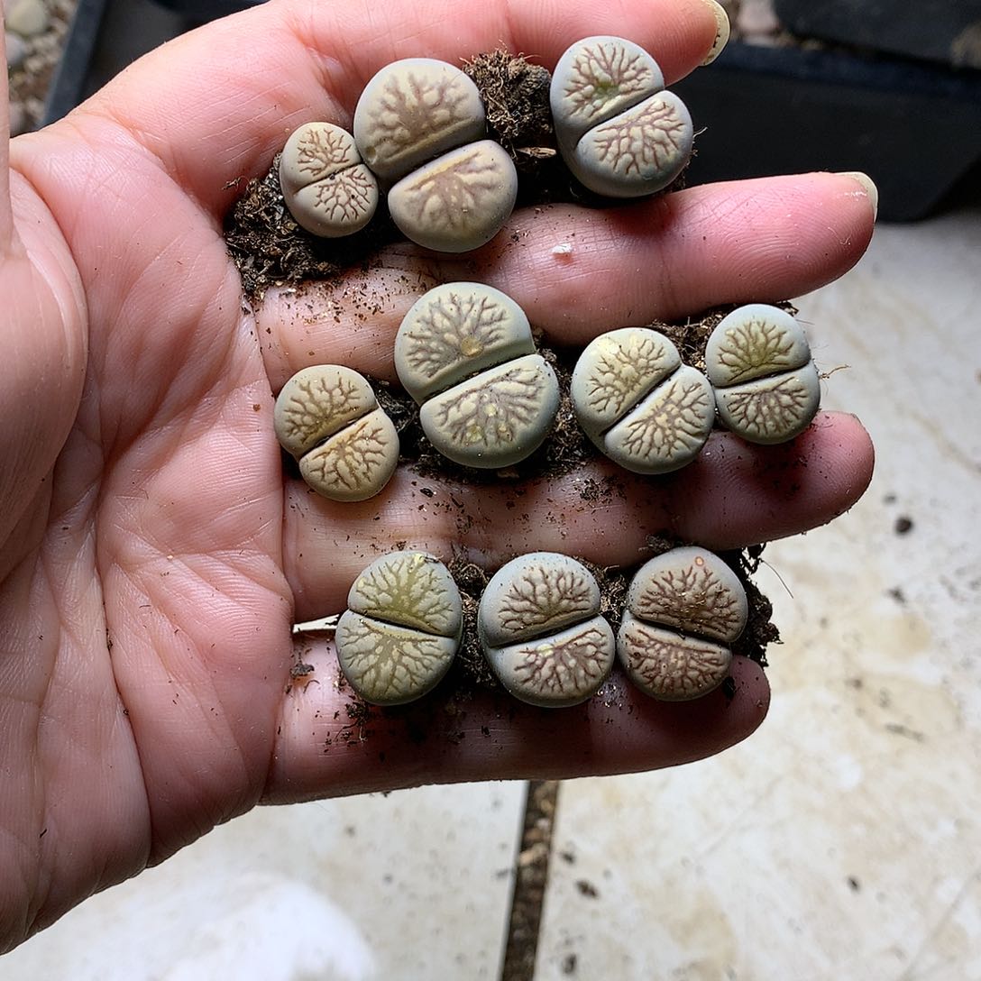 肖*D324多肉植物保护