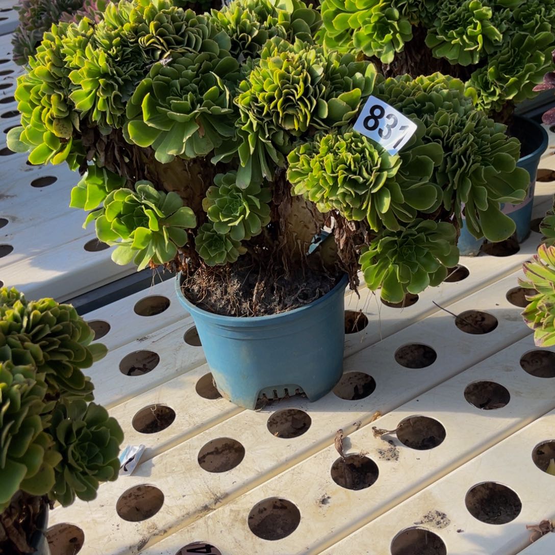 绿杨蓉7///////28包邮