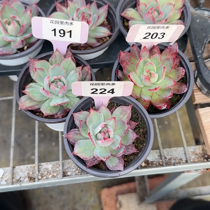 用***茫191、224、203 惊鸿仙子多肉植物6-9